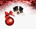 Merry christmas and happy new year gift card, puppy pet dog with red christmas ball with ribbon bow, isolated on blurred lights Royalty Free Stock Photo