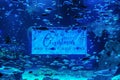 Merry christmas, happy new year-underwater greeting, lettering card in the aquarium with colorful sea fish