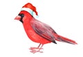 Merry Christmas bird red cardinal with hat greeting decoration.