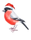 Merry Christmas bird bullfinch with hat greeting decoration.