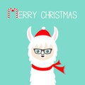 Merry Christmas. Llama alpaca baby face wearing sun glassess. Santa red hat, scarf. Happy New Year. Cute cartoon funny kawaii Royalty Free Stock Photo