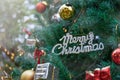 Merry christmas logo on the tree for chiristmas time Royalty Free Stock Photo
