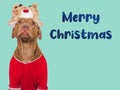 Merry Christmas. Lovable dog and Santa Claus Hat Royalty Free Stock Photo