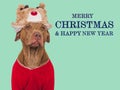 Merry Christmas. Lovable dog and Santa Claus Hat Royalty Free Stock Photo