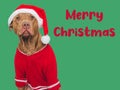 Merry Christmas. Lovable dog and Santa Claus Hat Royalty Free Stock Photo