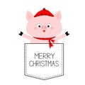 Merry Christmas. Pig face head in the pocket. Red hat, scarf. Cute cartoon animals. Piggy piglet character. Dash line. White and Royalty Free Stock Photo