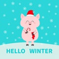 Merry Christmas. Pig holding candy cane, sock. Red Santa Claus hat. Cute funny cartoon character on snowdrift. Flat design. Blue w Royalty Free Stock Photo