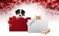 Merry christmas, puppy dog and cat pets together showing gift greeting card isolated on blurred red lights and white background, Royalty Free Stock Photo