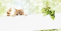 merry christmas signboard or gift card for pet shop or vet clinic, ginger cat showing white card with green ribbon bow on blurred