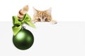 merry christmas signboard or gift card for pet shop or vet clinic, ginger cat showing white card with green xmas ball and ribbon