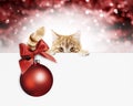 merry christmas signboard or gift card for pet shop or vet clinic, ginger cat showing white card with red xmas ball and ribbon bo