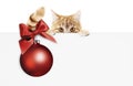 merry christmas signboard or gift card for pet shop or vet clinic, ginger cat showing white card with red xmas ball and ribbon bo