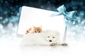 merry christmas signboard or gift card for pet shop or vet clinic, white dog and ginger cat pets isolated on white card with blue Royalty Free Stock Photo