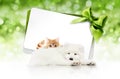 merry christmas signboard or gift card for pet shop or vet clinic, white dog and ginger cat pets isolated on white card with Royalty Free Stock Photo