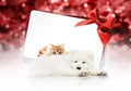 merry christmas signboard or gift card for pet shop or vet clinic, white dog and ginger cat pets isolated on white card with red Royalty Free Stock Photo