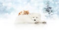 Merry christmas signboard or gift card for pet shop, white dog a
