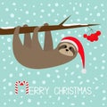 Merry Christmas. Sloth animal hanging on rowan rowanberry sorb berry tree branch. Santa hat. Happy New Year. Cute cartoon funny