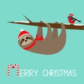 Merry Christmas. Sloth hanging on rowan rowanberry sorb berry tree branch. Bullfinch bird. Santa hat. Happy New Year. Cute cartoon Royalty Free Stock Photo