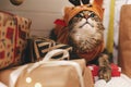 Merry Christmas! Sweet tabby cat in cute reindeer costume sitting on presents under christmas tree
