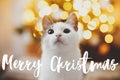 Merry Christmas text on adorable cat portrait against christmas tree lights golden bokeh. Magic winter time. Season`s greetings Royalty Free Stock Photo