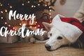 Merry Christmas text on adorable dog in santa hat lying at christmas tree with gifts and lights. Season`s greetings card. Royalty Free Stock Photo