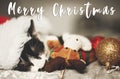 Merry Christmas text on cute kitty sleeping in santa hat on bed Royalty Free Stock Photo