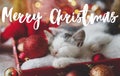 Merry Christmas text handwritten on cute kitten sleeping on cozy santa hat in festive box with ornaments and illumination lights. Royalty Free Stock Photo