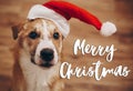 Merry christmas text, seasonal greetings card sign. dog in santa Royalty Free Stock Photo