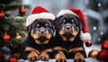 Merry Christmas! Two Rottweiler puppies lie in the snow next to a blurry Christmas tree decorated with toys. Puppies in Santa Royalty Free Stock Photo