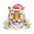 Merry Christmas watercolor lettering with isolated cute cartoon watercolor fun Siberian tiger illustration. Hand drawing Royalty Free Stock Photo