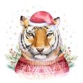 Merry Christmas watercolor lettering with isolated cute cartoon watercolor fun Siberian tiger illustration. Hand drawing Royalty Free Stock Photo