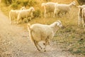 Merry frisky sheep jumps across the field on a sunny summer Royalty Free Stock Photo