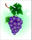 Merry grape Royalty Free Stock Photo