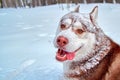 Merry muzzle dog in snow. Funny siberian Husky dog with stuck out his tongue is fun playing in winter forest.