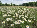 Merry Oxeye Daisy Wildflower Landscape