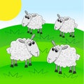 Merry sheep graze on a green lawn
