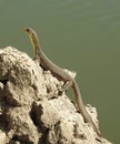 Mertens water monitor lizard