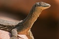 Mertens Water Monitors Royalty Free Stock Photo