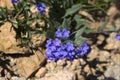 Mertensia alpina