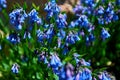 Mertensia ciliata Mountain bluebells Tall fringed bluebells, purple and blue bells at 11000 ft in the Rocky Mountains