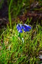 Mertensia longiflora, Trumpet Lungwort. Wild plants and flowers, flora of the state of Aregon, US