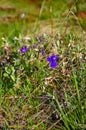 Mertensia longiflora, Trumpet Lungwort. Wild plants and flowers, flora of the state of Aregon, US