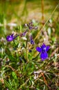 Mertensia longiflora, Trumpet Lungwort. Wild plants and flowers, flora of the state of Aregon, US