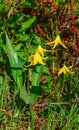 Mertensia longiflora, Trumpet Lungwort. Wild plants and flowers, flora of the state of Aregon, US