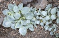 Mertensia maritima, named oysterplant, Norway