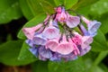 Mertensia Virginica Bluebell Wildflower Cluster