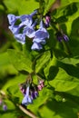 Breathtaking Virginia Bluebells Mertensia virginica Royalty Free Stock Photo