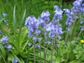 Mertensia virginica flower