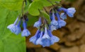 Mertensia virginica - Group of Virginia Bluebells