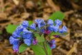 Mertensia virginica - Virginia Bluebells Royalty Free Stock Photo